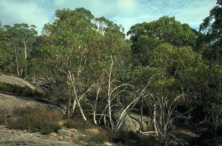 File:Eucalyptus mitchelliana.jpg