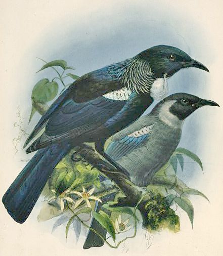 File:Keulemans tui.jpg