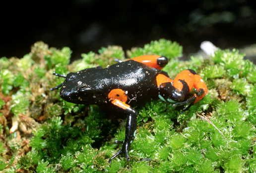 File:Mantella cowanii01.jpg