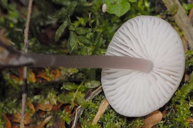 File:Mycena spec. - Lindsey 16b.jpg