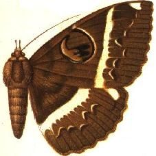 File:Nyctipao bismarcia female.JPG