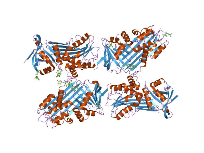 File:PDB 1lq8 EBI.jpg