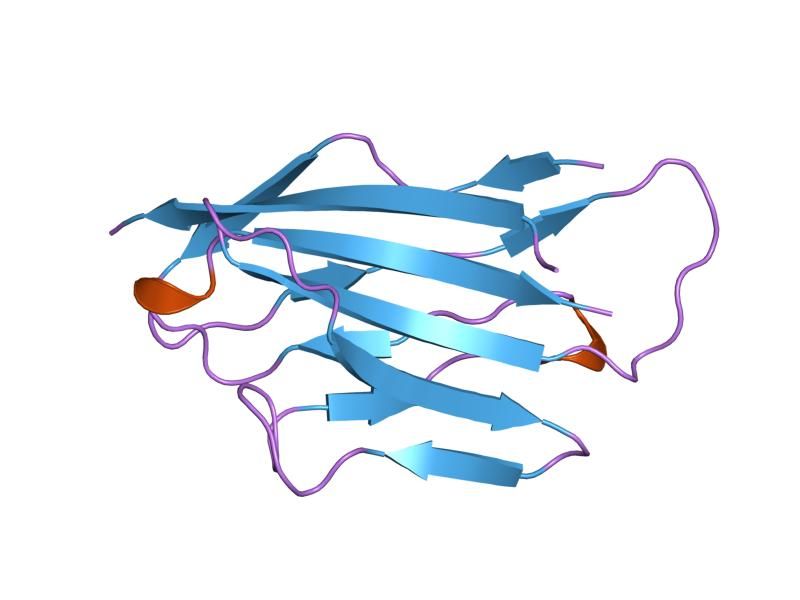 File:PDB 1neu EBI.jpg