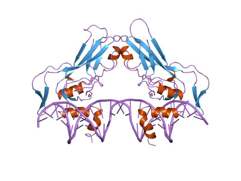 File:PDB 1xbr EBI.jpg