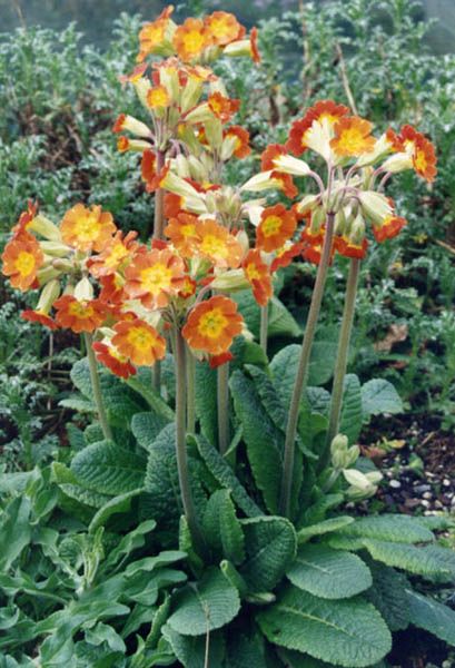 File:Primula veris x vulgaris.jpg