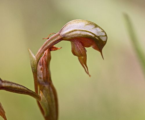 File:Pterostylis rufa.jpg