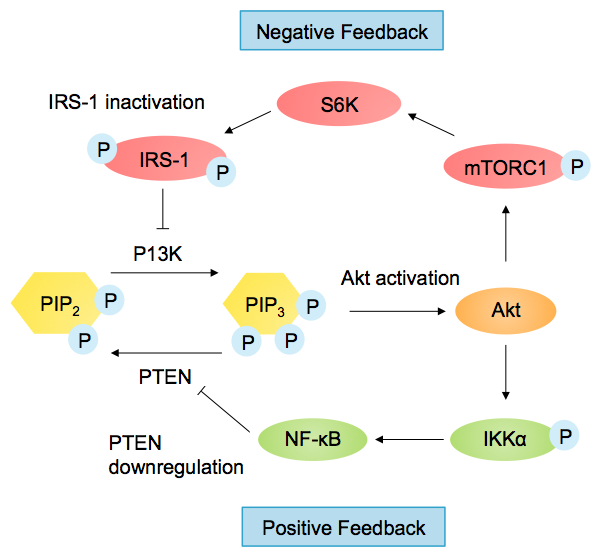 File:Regulation of P13K-Akt Pathway in Feedback Loops.png