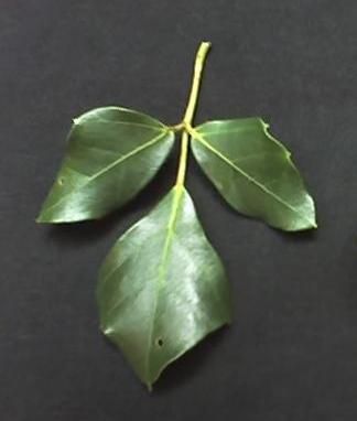 File:Rhoicissus rhomboidea leaf.JPG