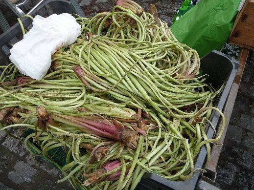 File:Scolyme vendu à Jerez de la frontera.JPG