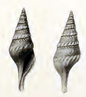 File:Sibogasyrinx pyramidalis 001.jpg