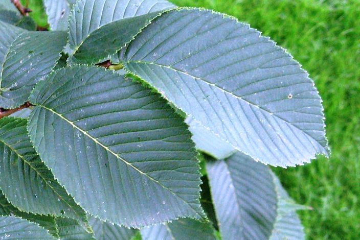 File:Ulmus laciniata var nikkoensis leaves.JPG