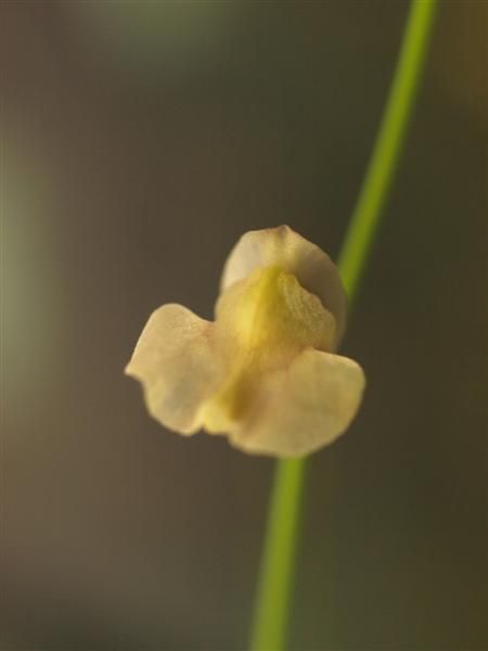 File:Utricularia hispida 3.jpg