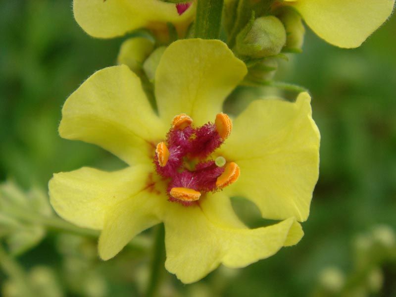 File:Verbascum chaixii 'Sixten Candles' 3.JPG