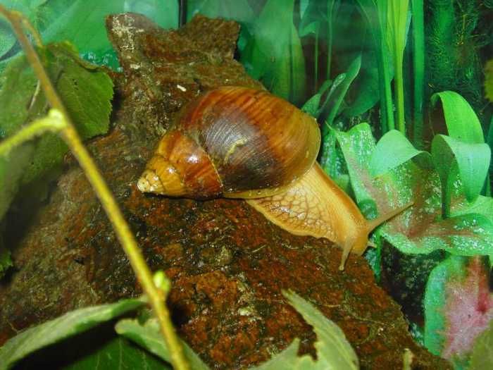 File:Achatina dimidiata.jpg