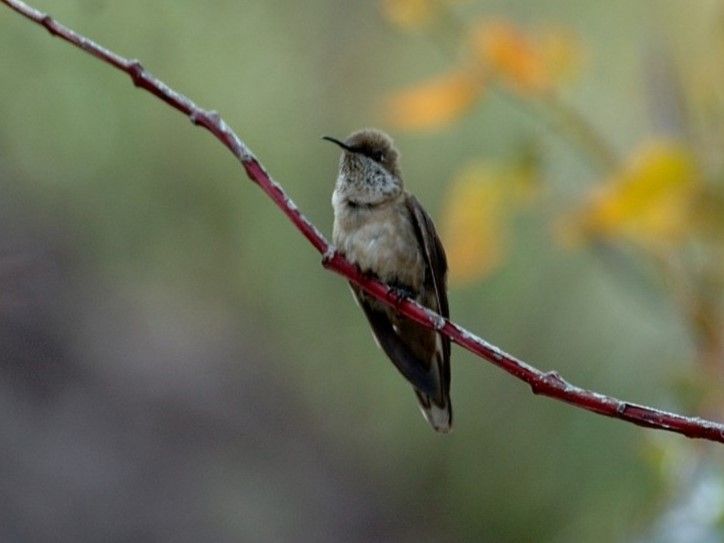 File:Andean Hillstar (Oreotrochilus estella) perched.jpg