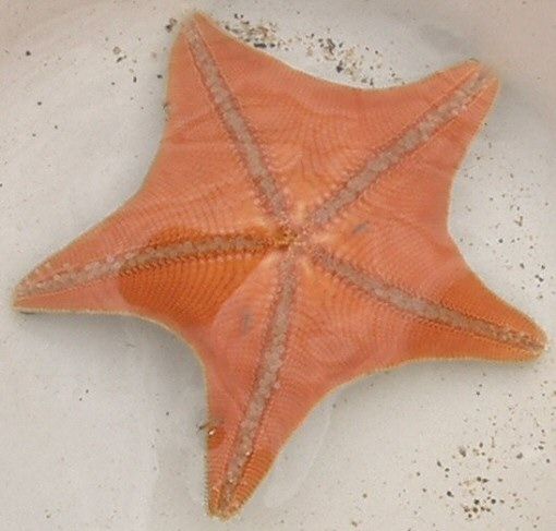 File:Asterina pectinifera ja02.jpg