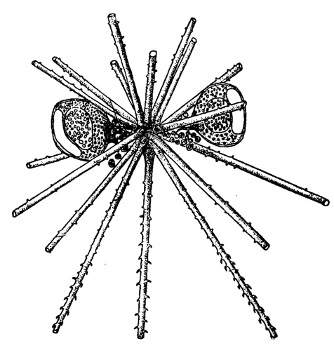 File:Astracantha paradoxa 1908 by Haecker.png