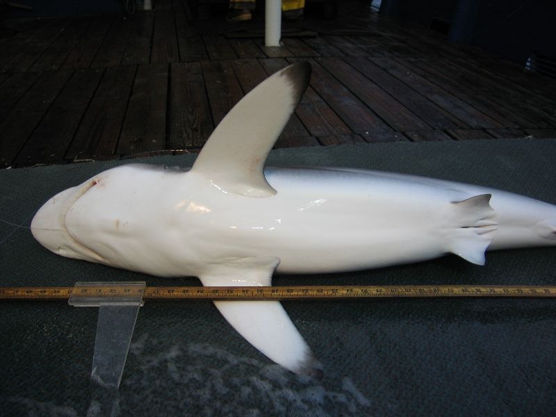 File:Carcharhinus falciformis piro4.jpg