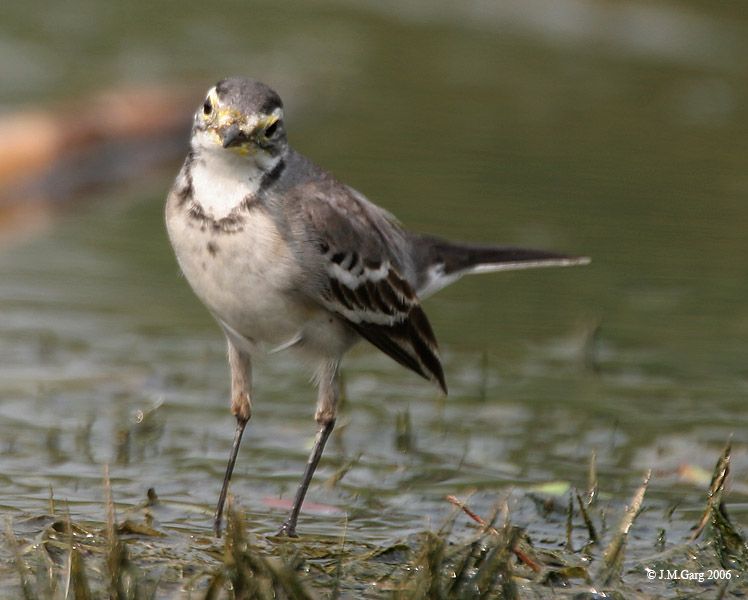 File:Citrine Wagtail I IMG 8316.jpg