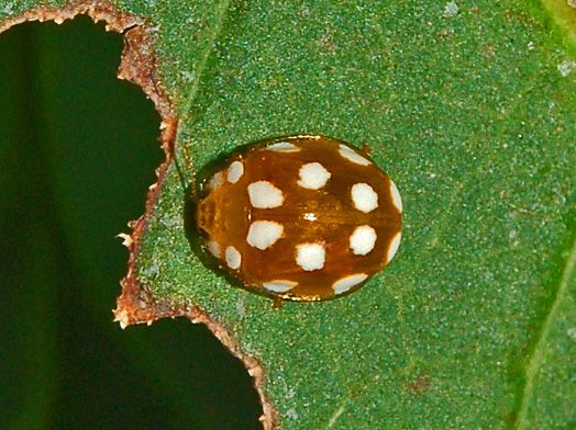 File:Coccinellidae - Vibidia duodecimguttata-1.JPG