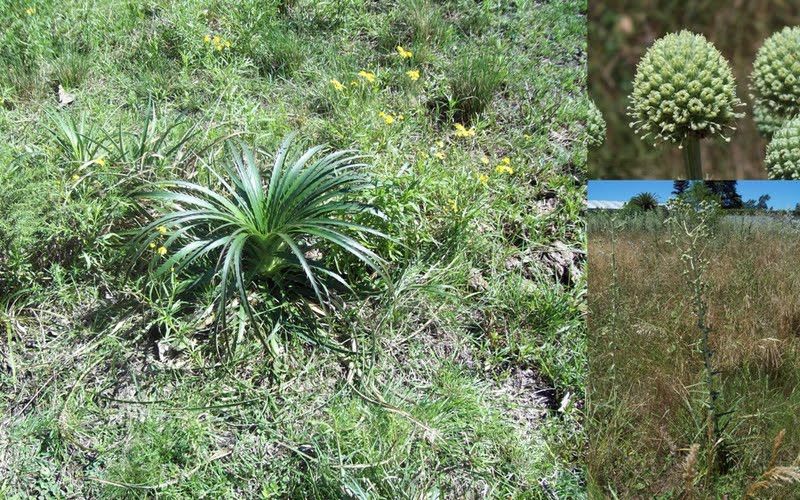 File:Eryngium horridum.jpg