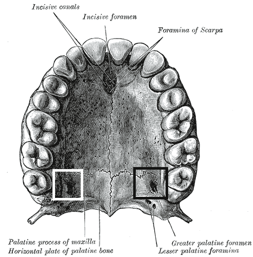 File:Foramen palatinum majus.png