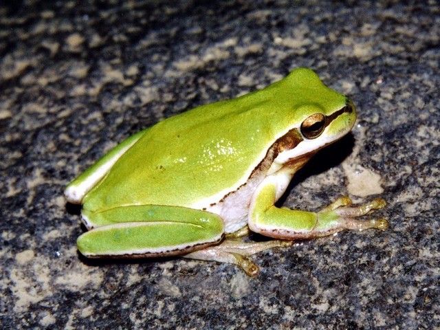 File:Hyla felixarabica01.jpeg