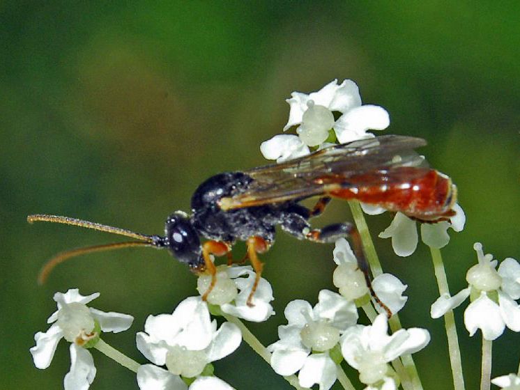 File:Ichneumonidae - Tryphon rutilator.jpg