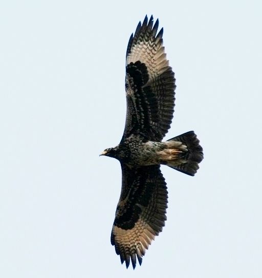 File:Klippenadler Aquila verreauxii, eng.jpg