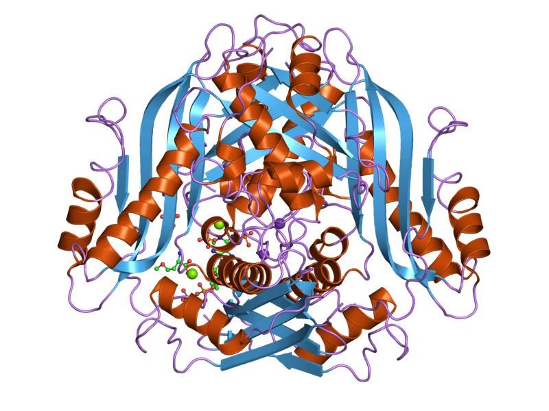 File:PDB 1o92 EBI.jpg