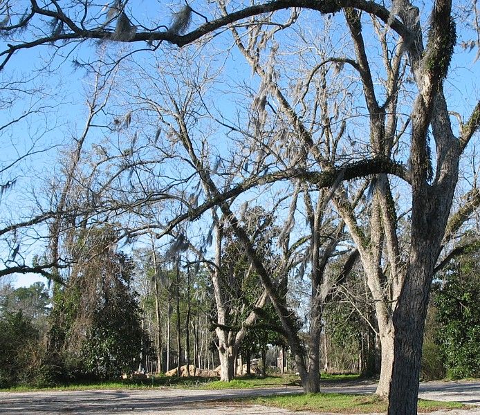 File:Pecan grove.jpg