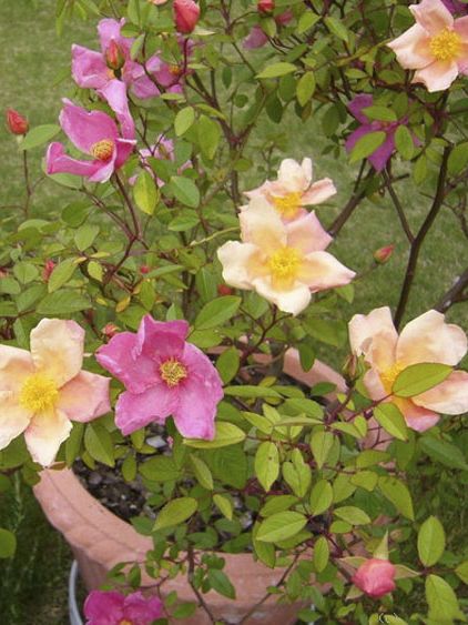 File:Rosa chinensis Mutabilis.jpg