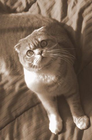 File:Scottish fold 2.jpg