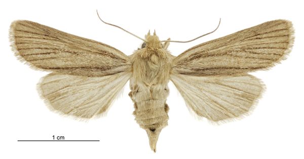 File:Tmetolophota toroneura female.jpg