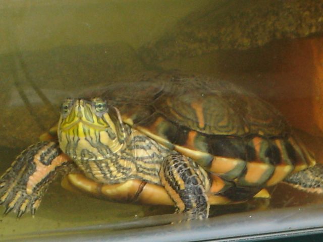 File:Trachemys dorbignyi dorbignyi.jpg