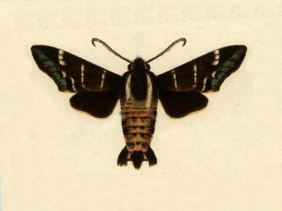 File:Aellopos blaini.JPG