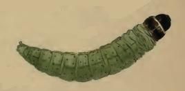 File:Agonopterix silerella larva.JPG