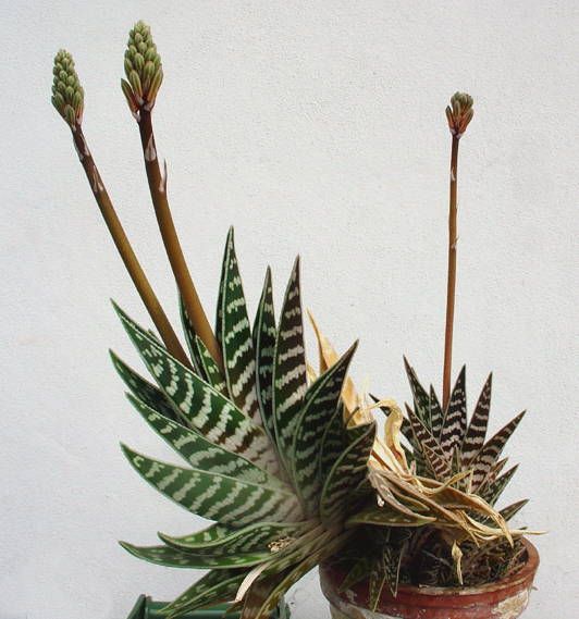 File:Aloe variegata.jpg