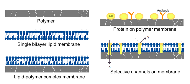 File:Artificial cell membranes.png