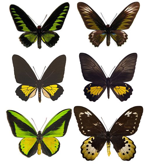 File:Birdwing representatives.jpg