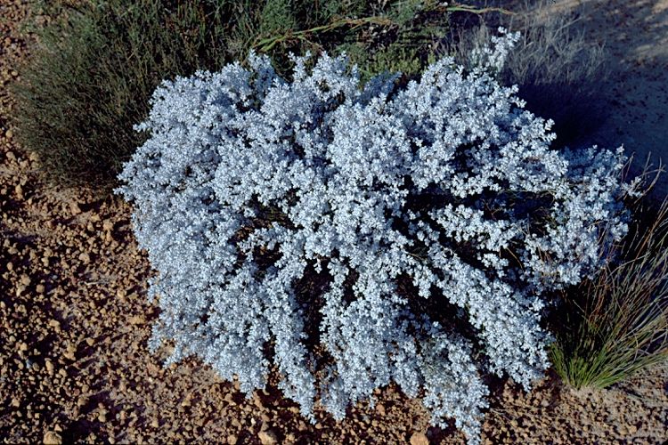 File:Conospermum filifolium habit.jpg