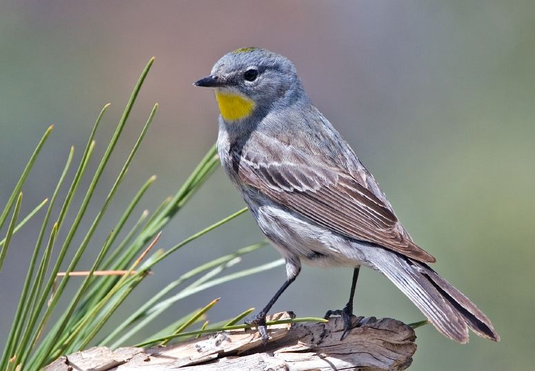 File:Dendroica coronata auduboni.jpg