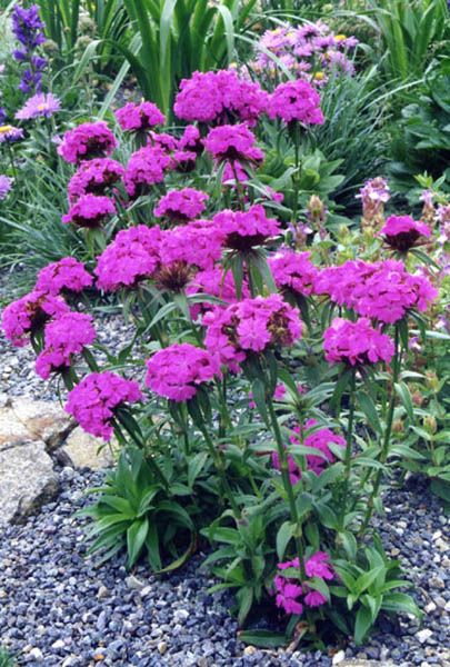 File:Dianthus barbatus 2.jpg