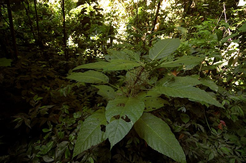 File:Elephant nettle, Dendrocnide sinuata.jpg