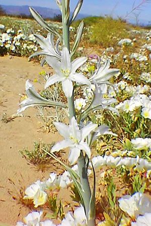 File:Hesperocallis undulata.jpg