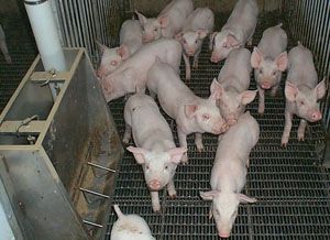 File:JEFO-Pigs.jpg