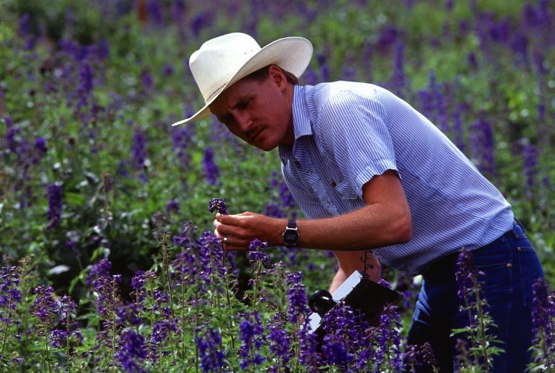 File:Larkspur in Utah.jpg