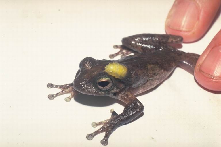 File:Litoria genimaculata03.jpg