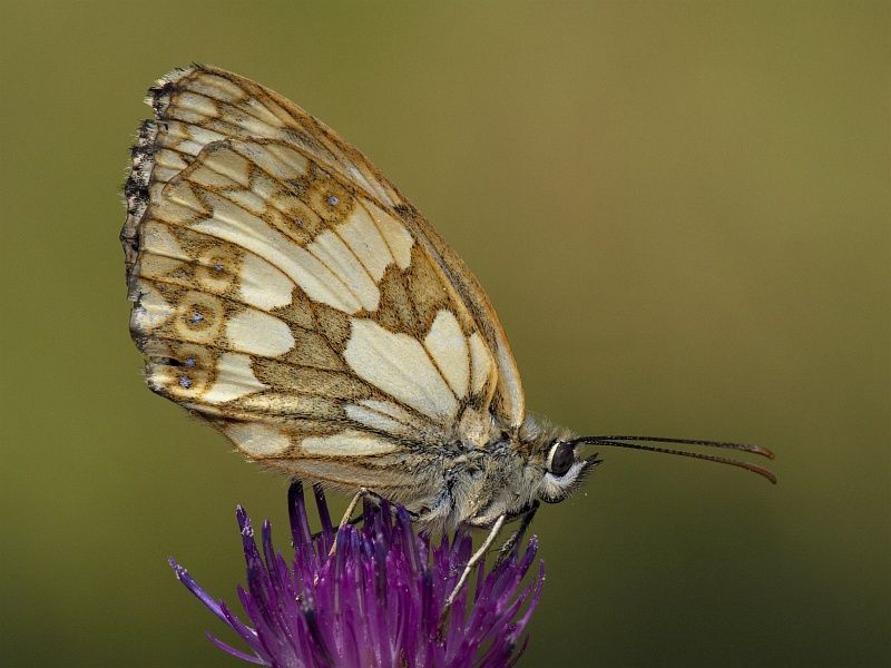 File:Melanargia galathea bottom small.jpg