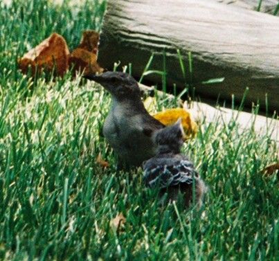 File:Mockingbird Feeding Chick001.jpg